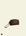 Dark Oak